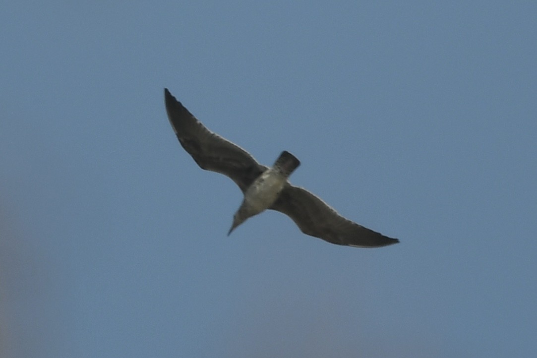 Gaviota/Gavión sp. - ML644249932