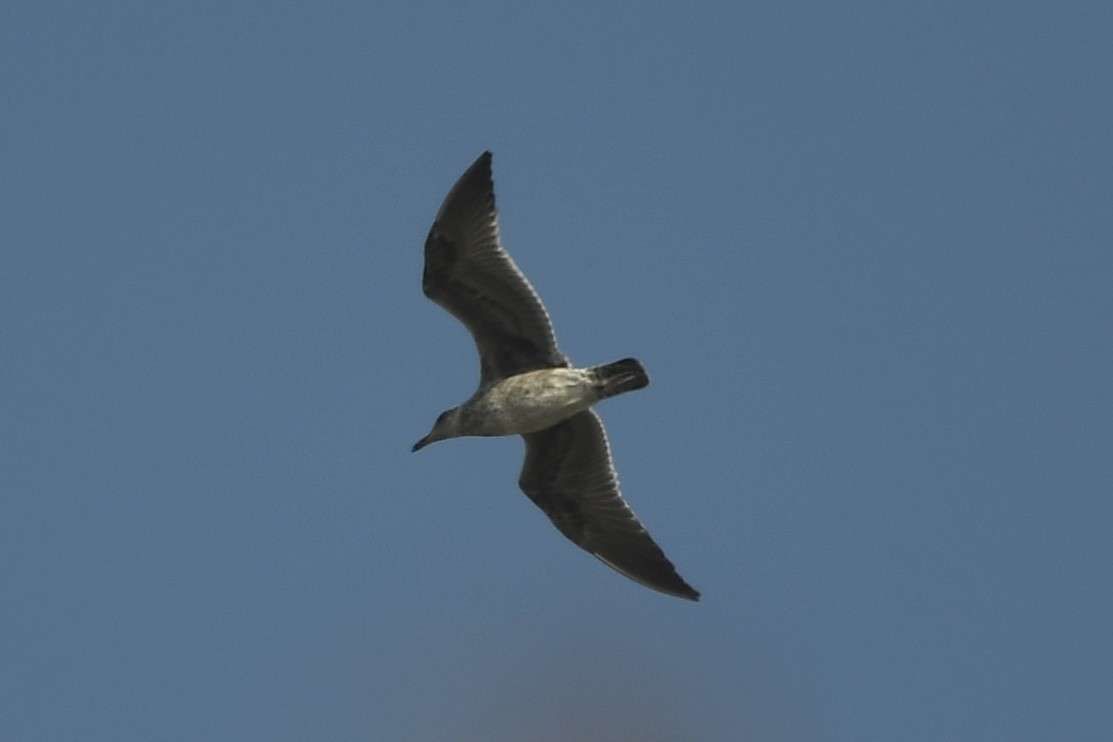 Gaviota/Gavión sp. - ML644249933