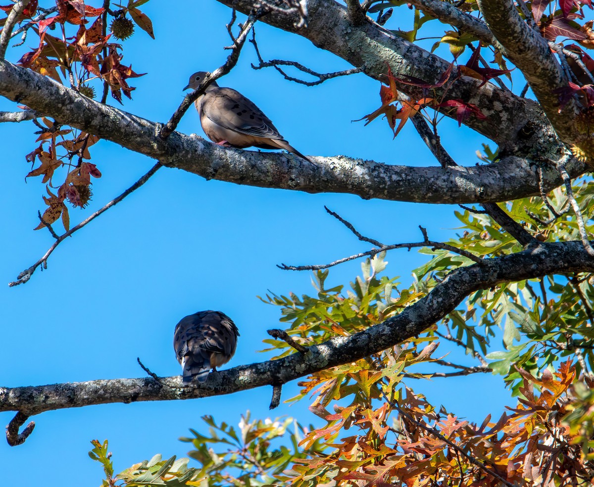 Mourning Dove - ML644249936