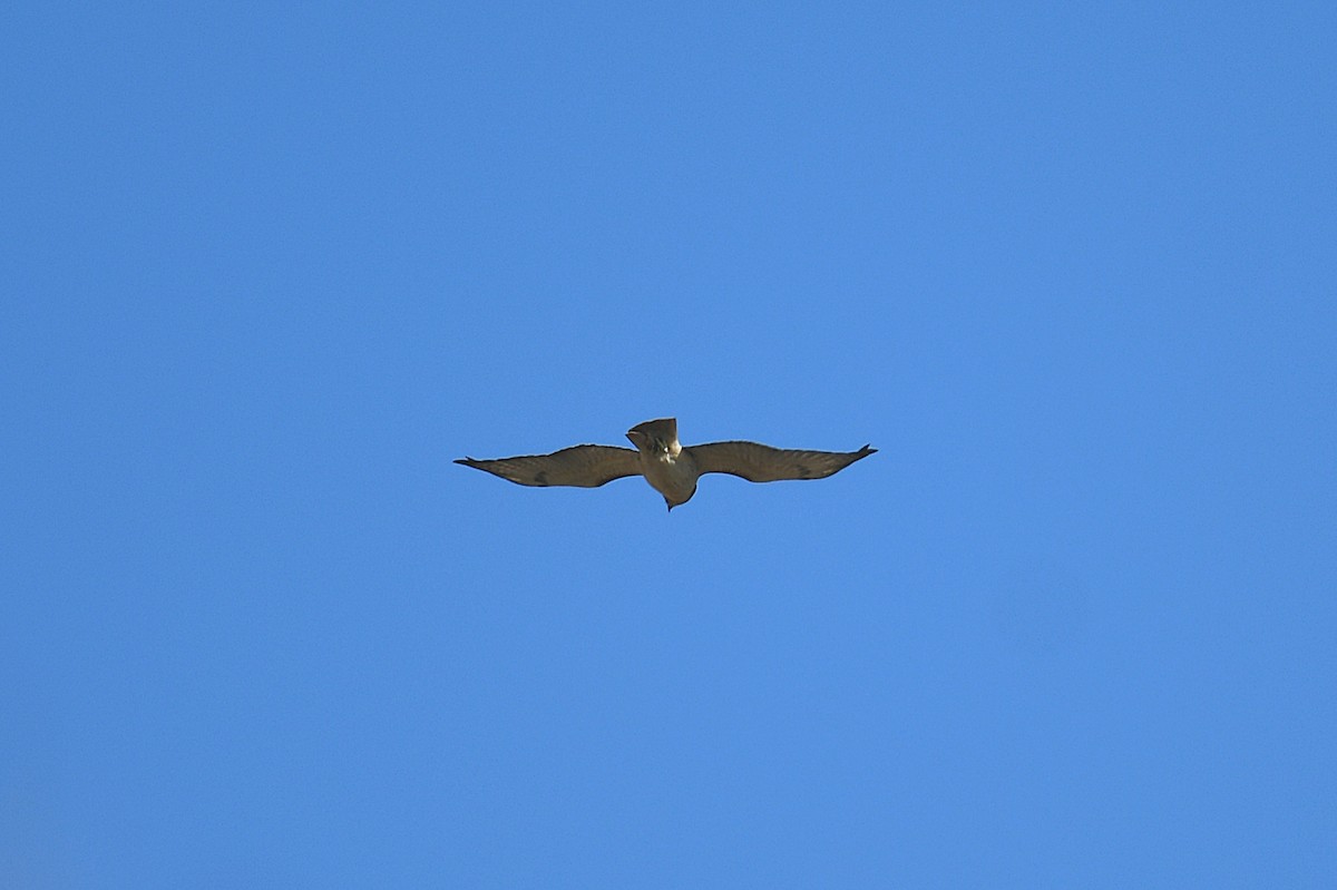 Red-tailed Hawk - ML644249955