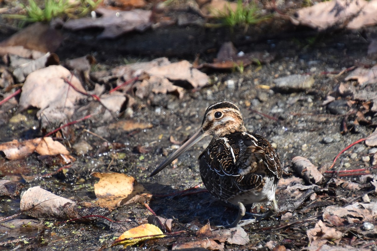 Wilsonbekassine - ML644249981