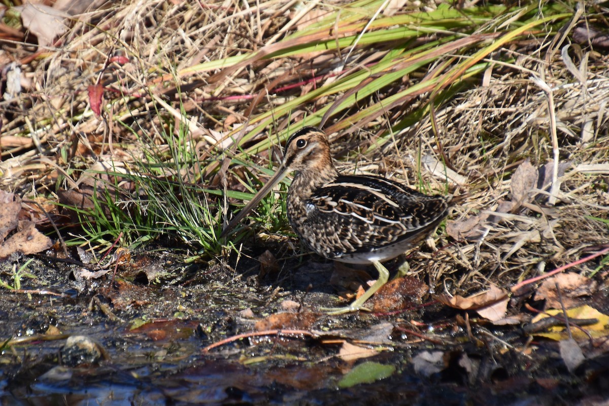 Wilsonbekassine - ML644249982