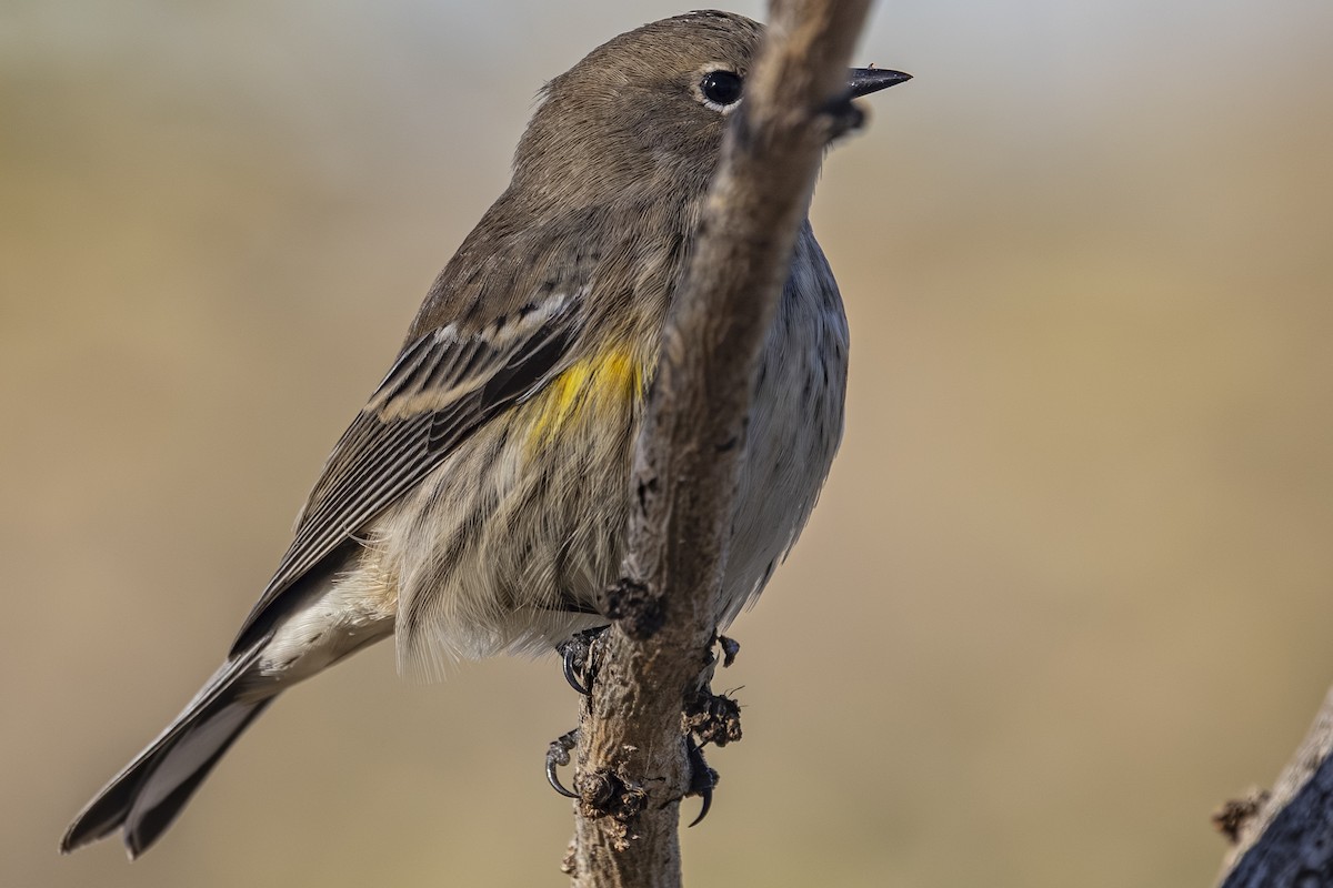 Yellow-rumped Warbler - ML644249986