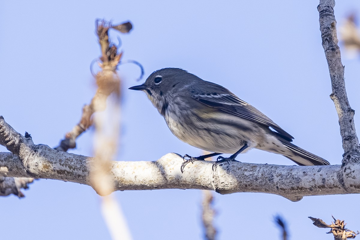 Yellow-rumped Warbler - ML644249988