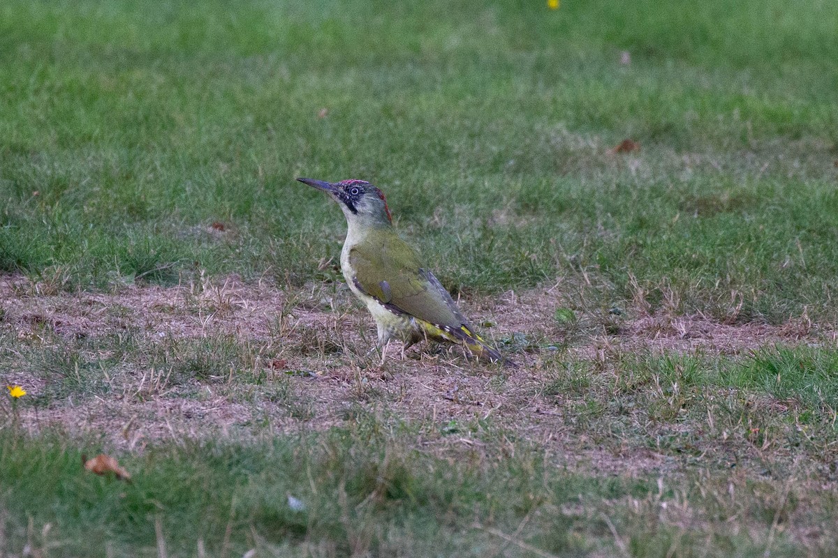 Eurasian Green Woodpecker - ML644249989