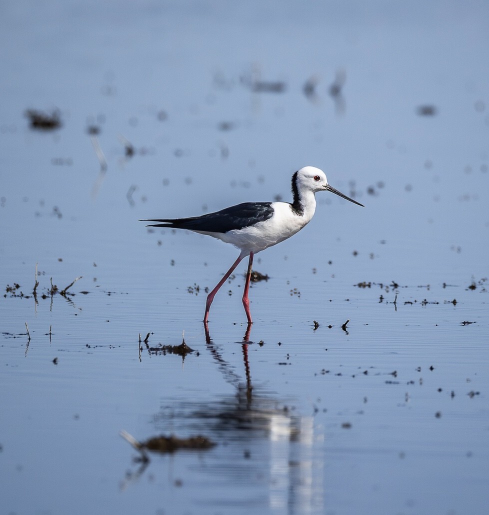Pied Stilt - ML644249991