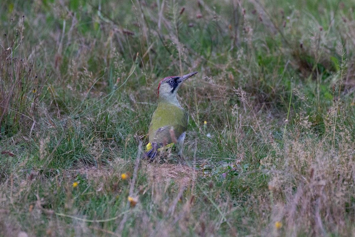 Eurasian Green Woodpecker - ML644249993