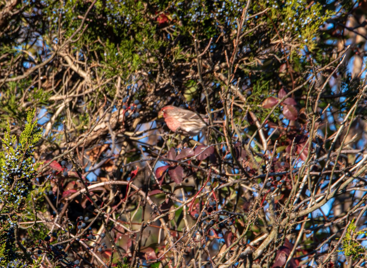 House Finch - ML644249994
