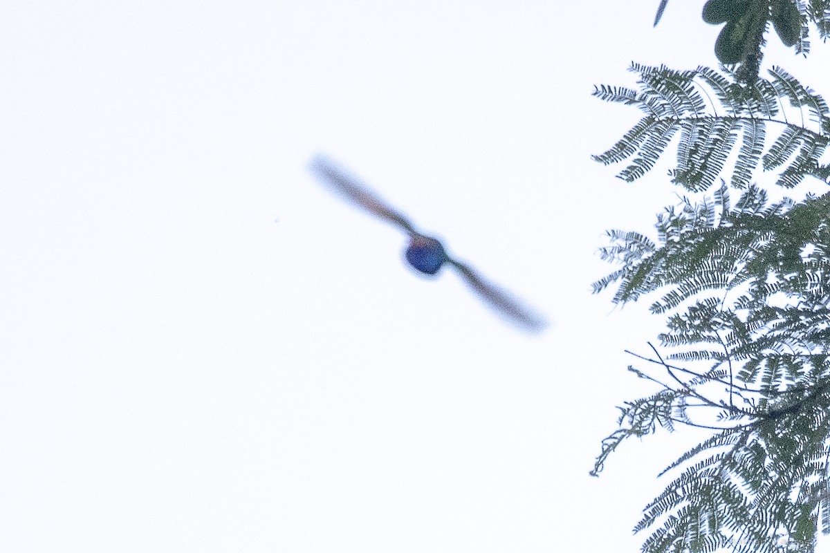 Turquoise-crowned Hummingbird - ML644249995