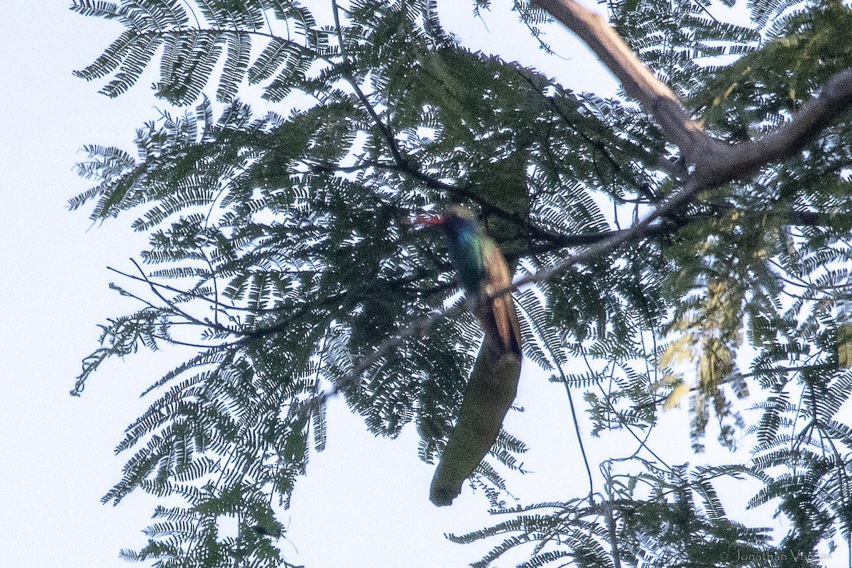 Turquoise-crowned Hummingbird - ML644249997