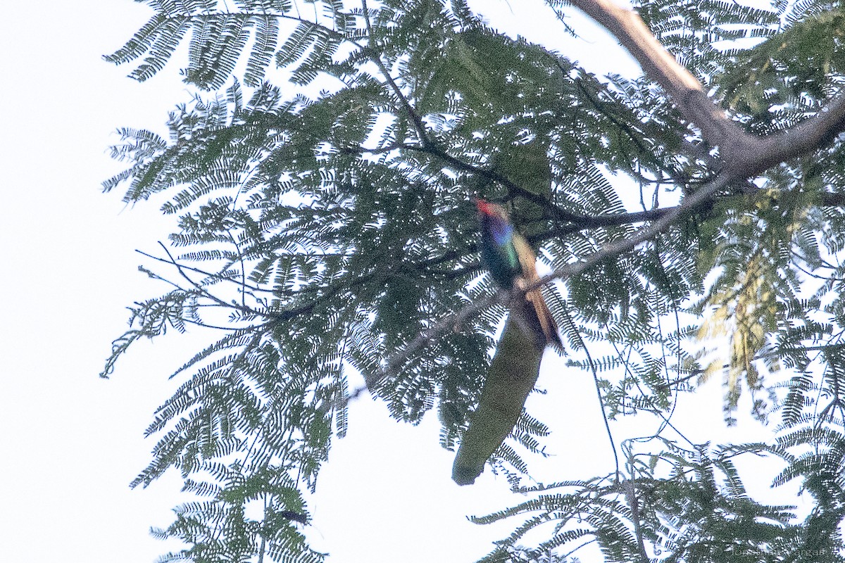 Turquoise-crowned Hummingbird - ML644249998