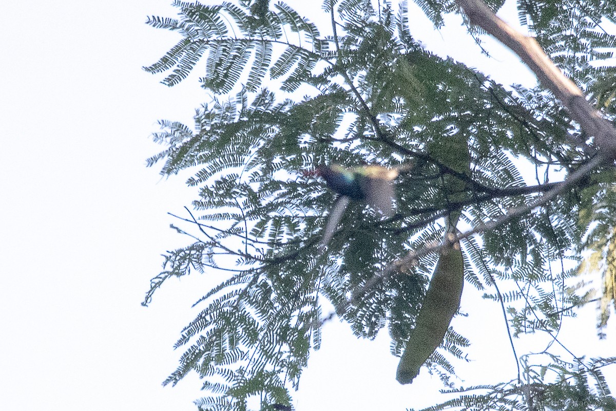 Turquoise-crowned Hummingbird - ML644249999