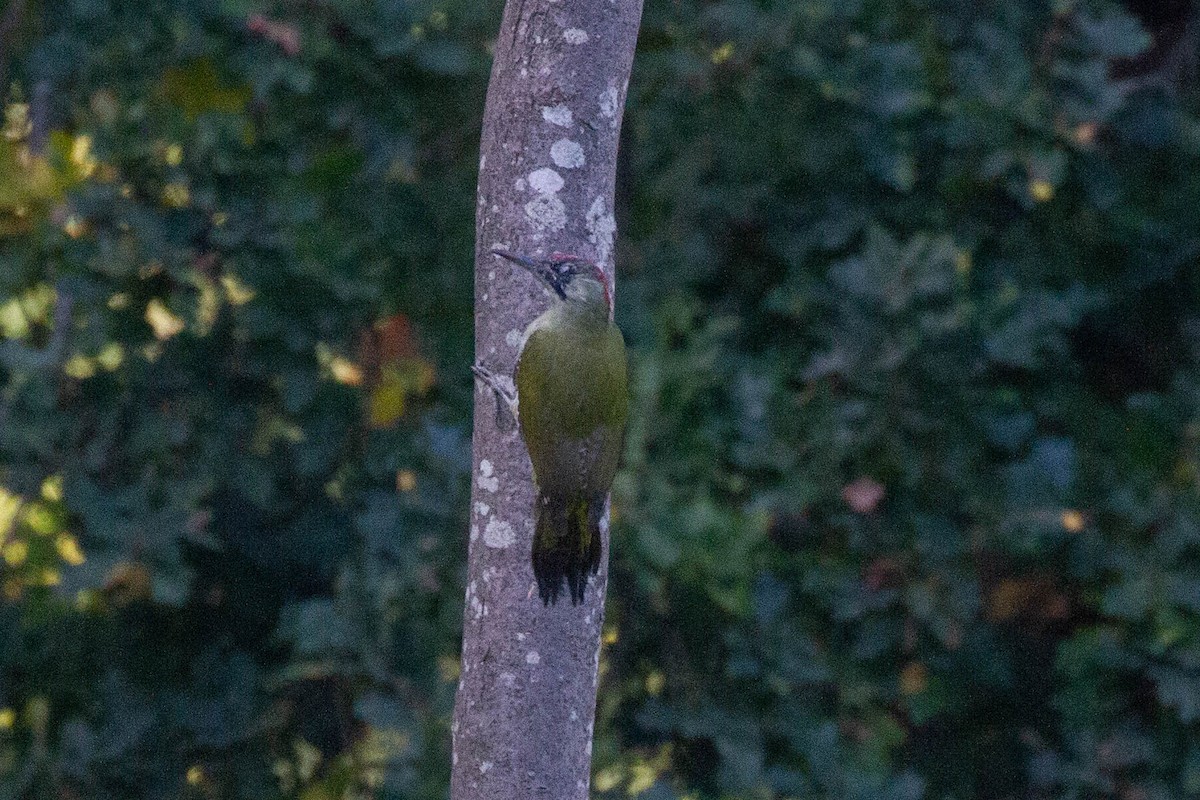 Eurasian Green Woodpecker - ML644250000