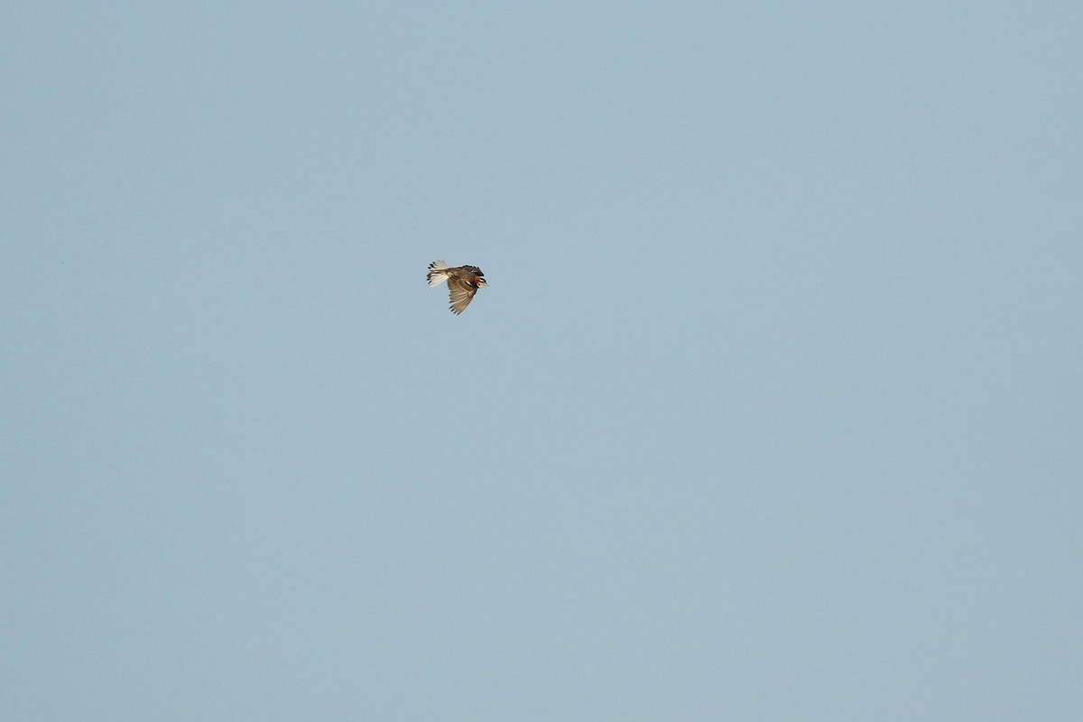 ostružka límcová - ML644250007