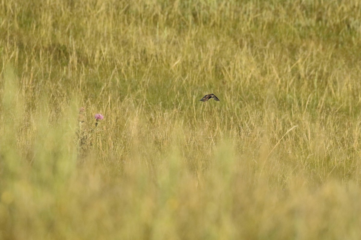 ostružka límcová - ML644250010