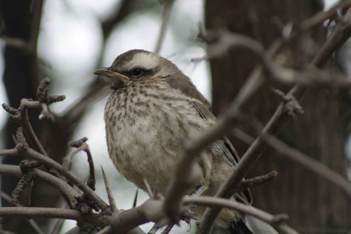 Чилийский пересмешник - ML644250011