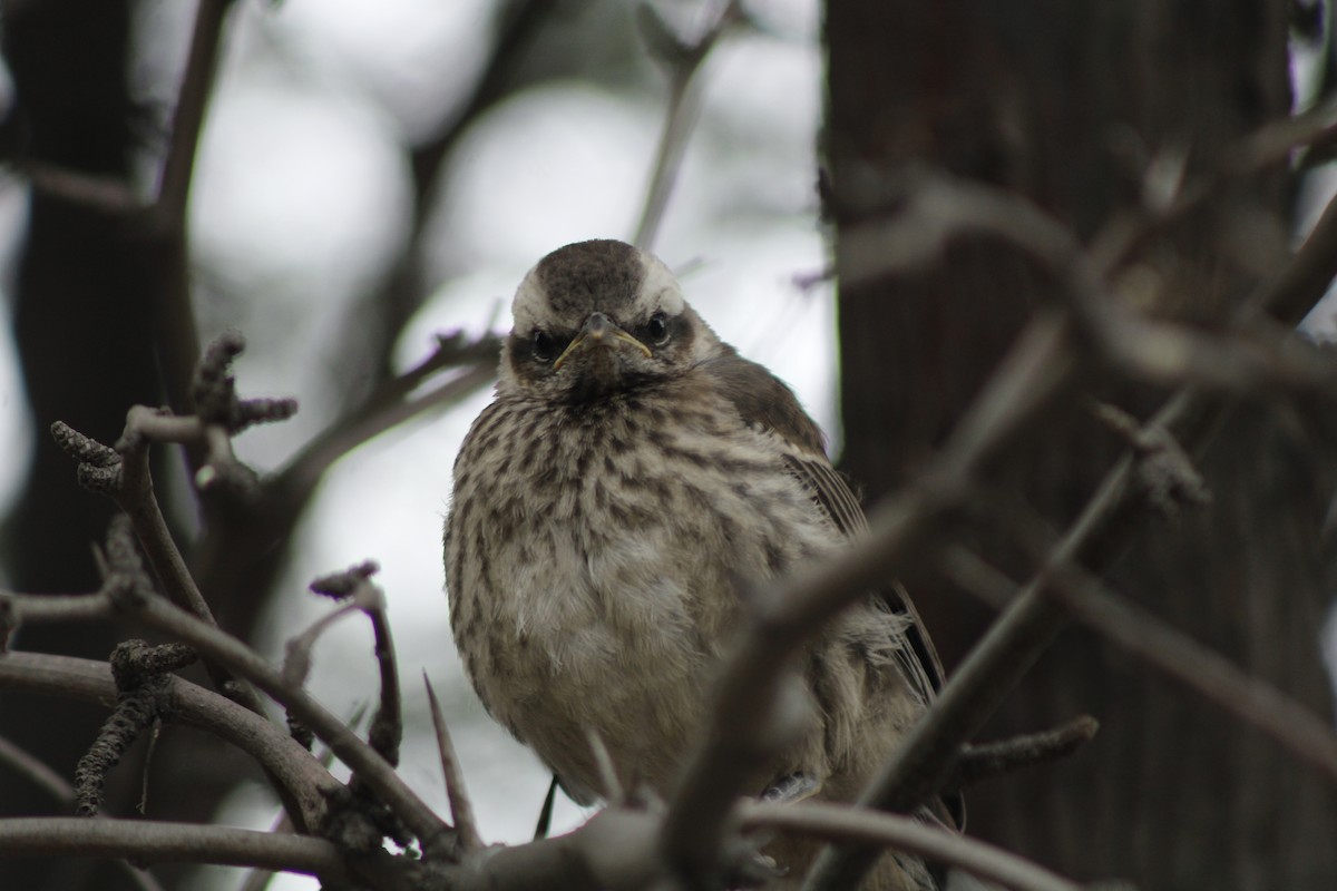 Чилийский пересмешник - ML644250012