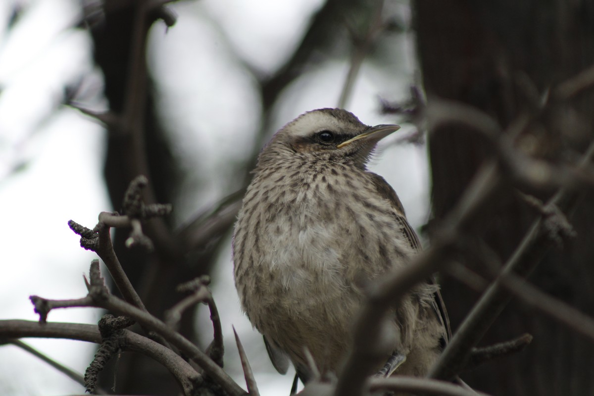 Чилийский пересмешник - ML644250013