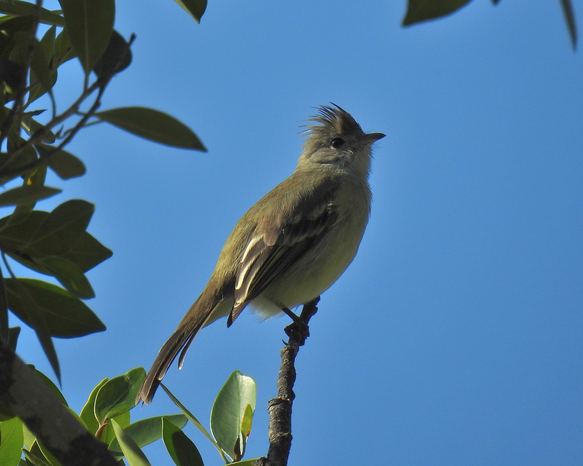 Yellow-bellied Elaenia - ML644250049