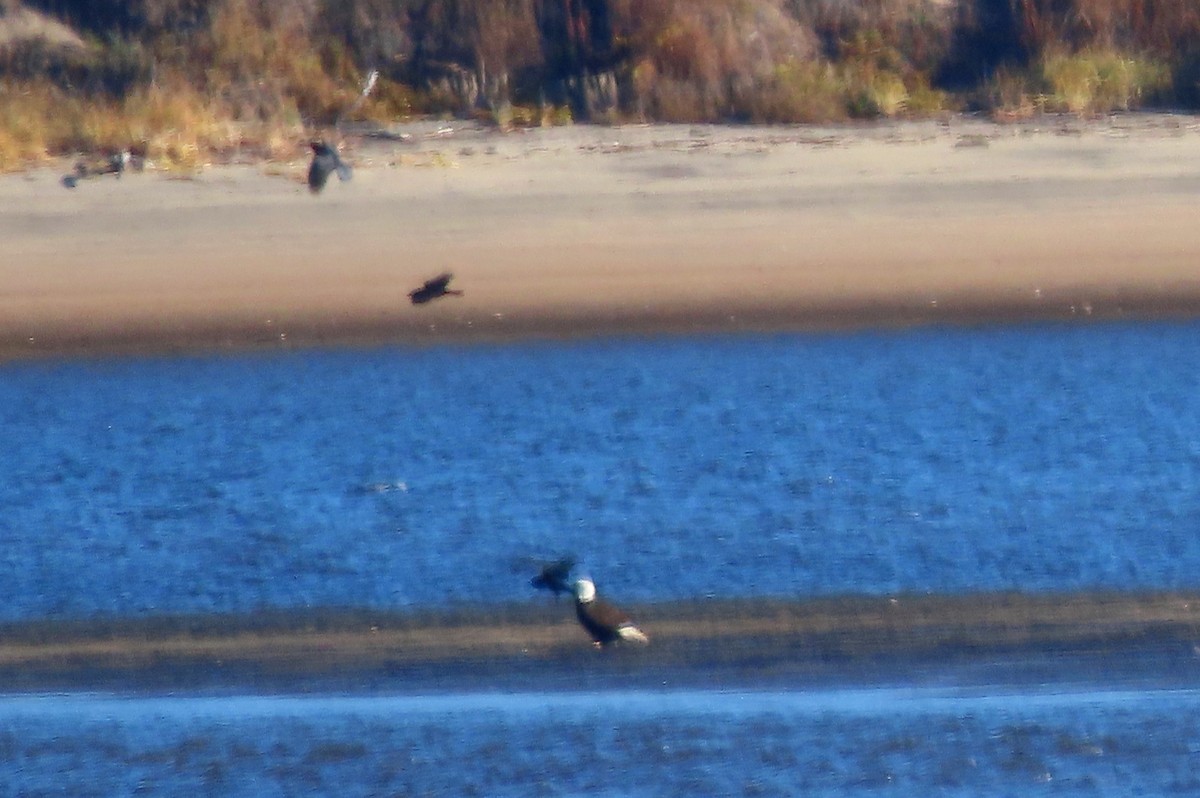 Bald Eagle - ML644250050