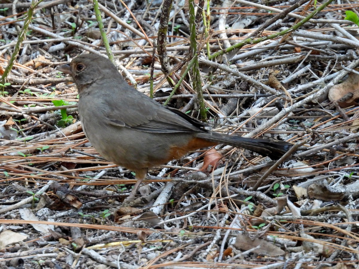 kaliforniatovi - ML644250053