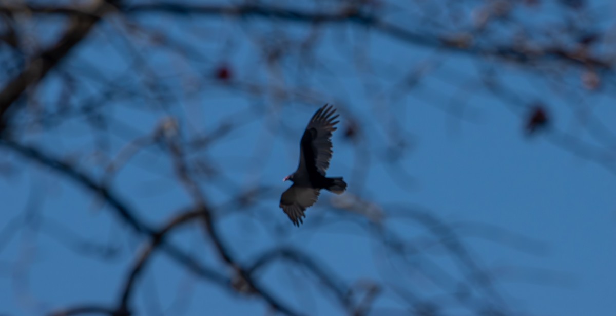 Turkey Vulture - ML644250054