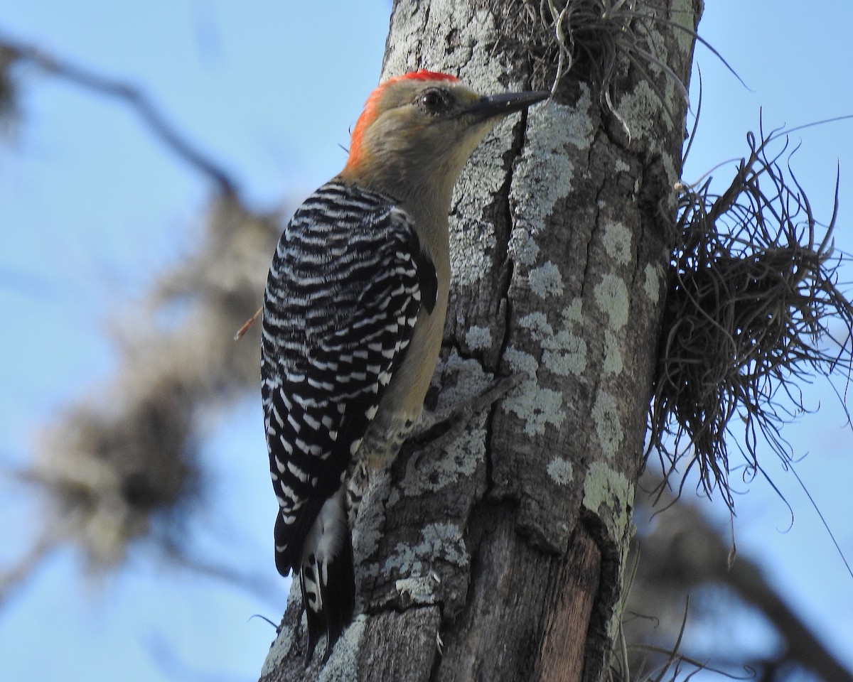 datel kápový - ML644250055