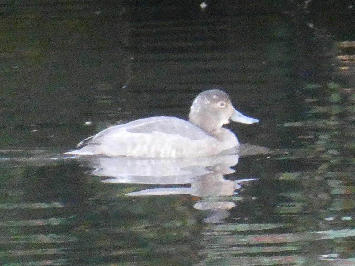 Fuligule à tête rouge - ML644250056
