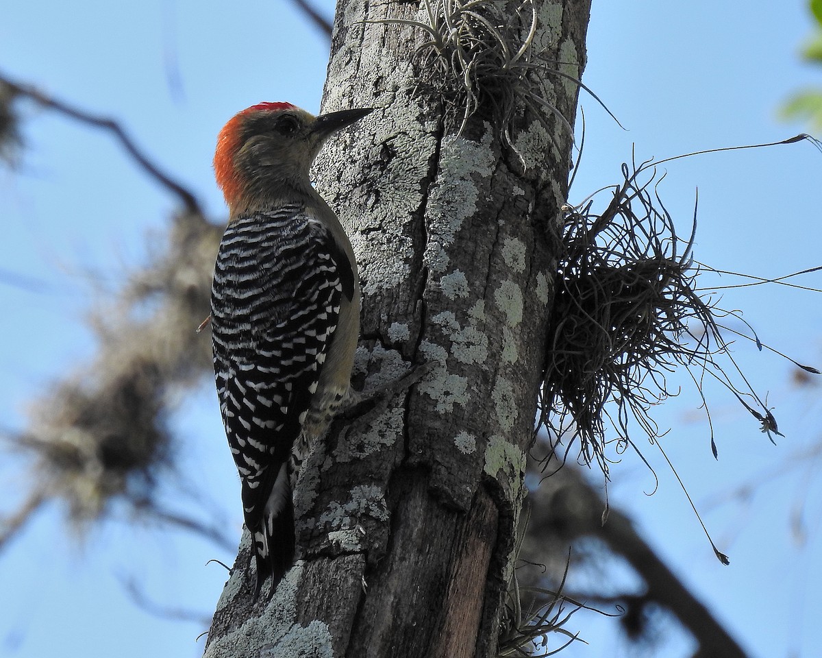 datel kápový - ML644250063