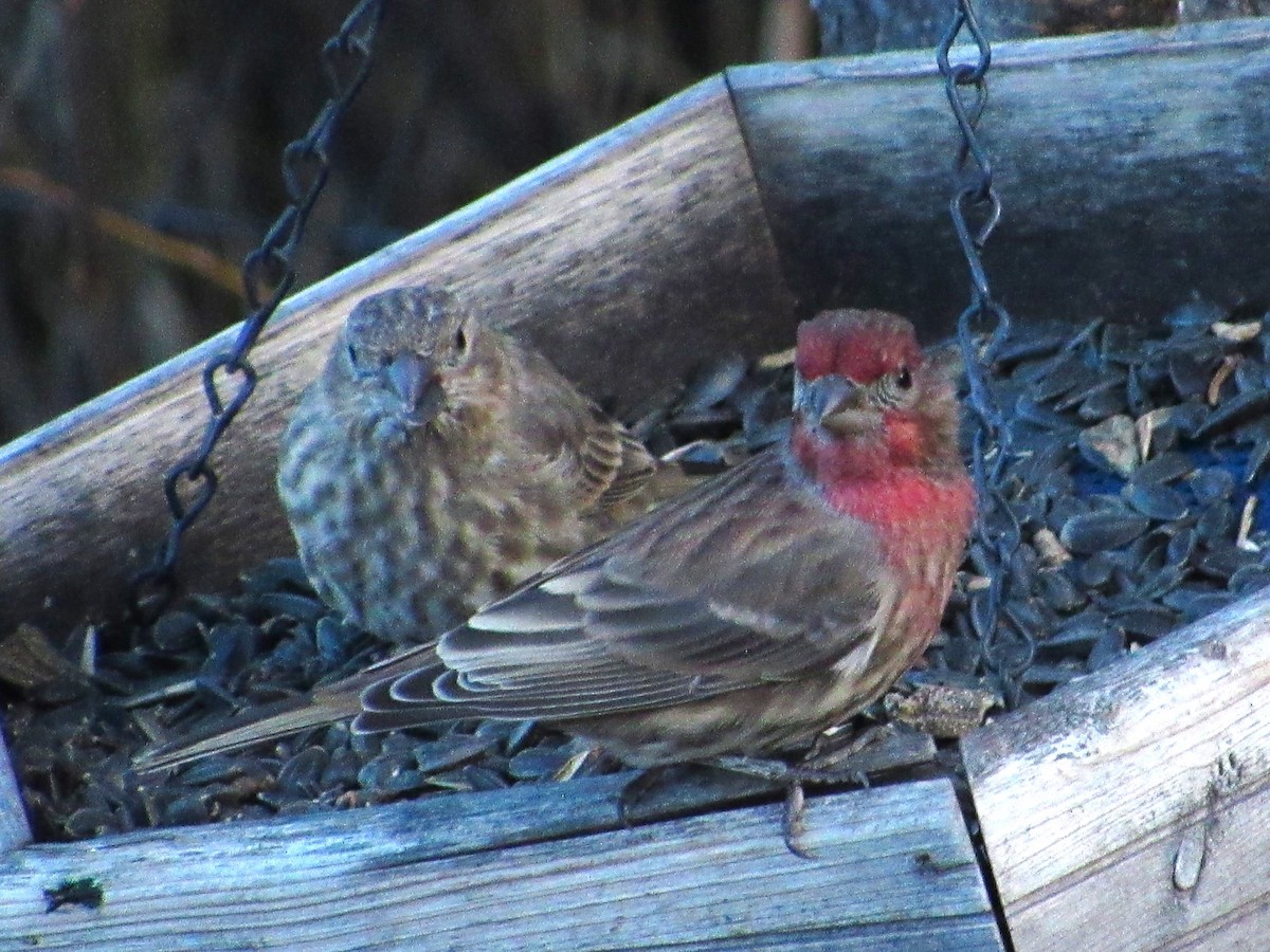 House Finch - ML644250064