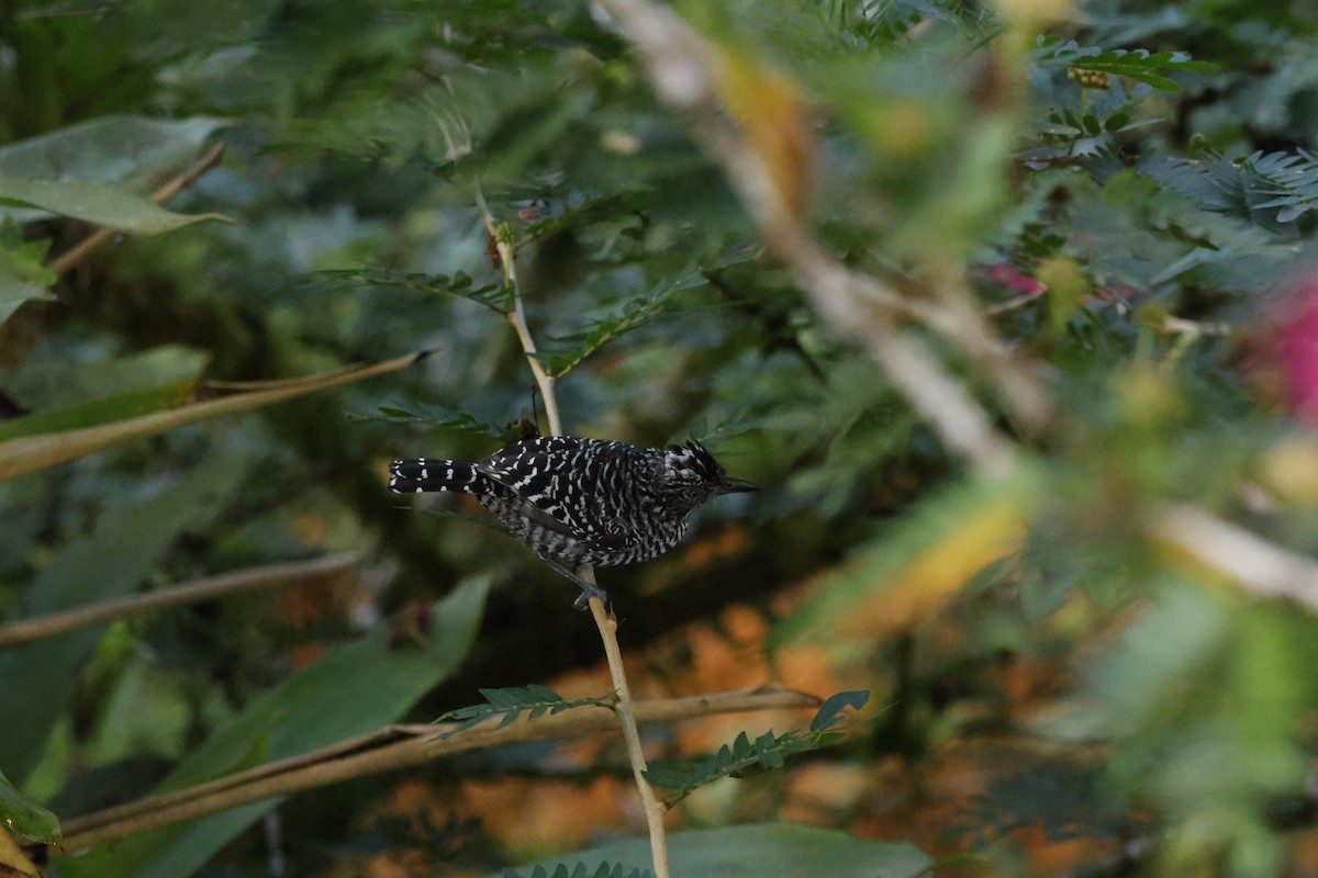 Barred Antshrike - ML644250075