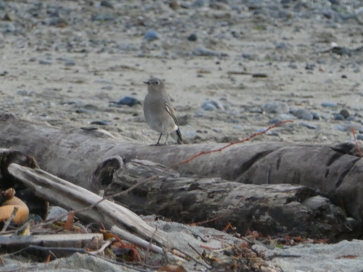 Mountain Bluebird - ML644250076