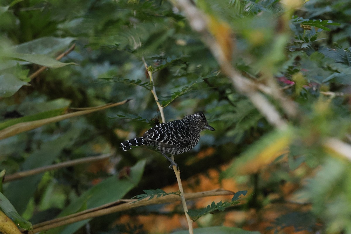 Barred Antshrike - ML644250089