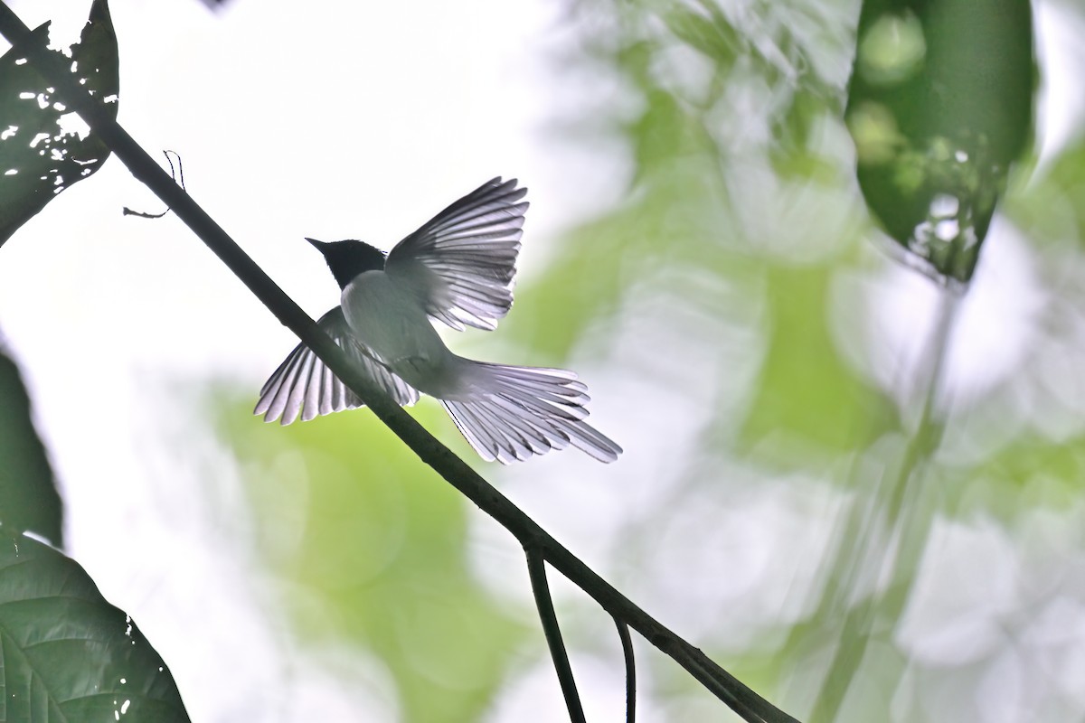 Blyth's Paradise-Flycatcher - ML644250093