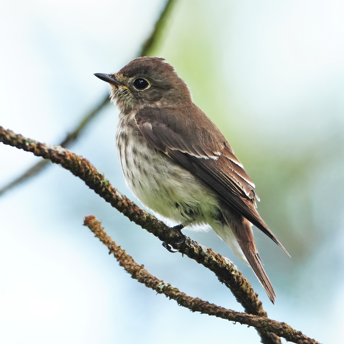Gray-streaked Flycatcher - ML644250111