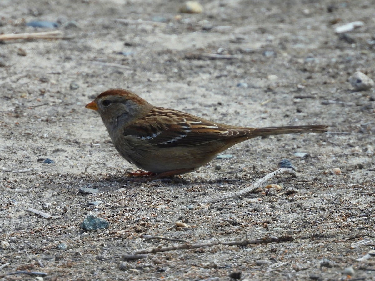 strnadec bělopásý - ML644250112