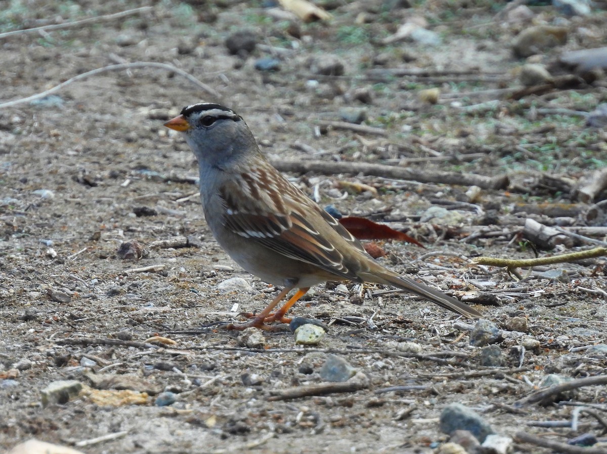 strnadec bělopásý - ML644250113