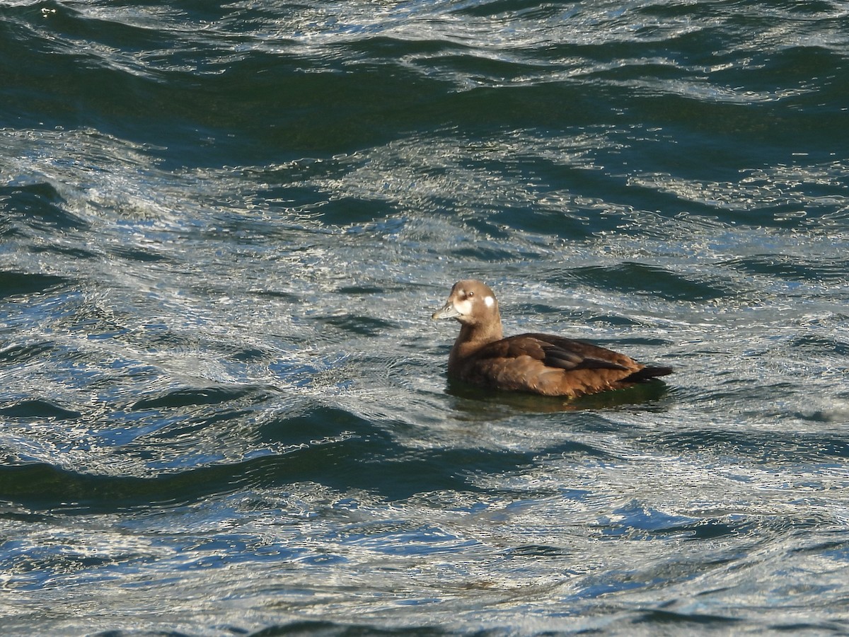 Ahate arlekina - ML644250122