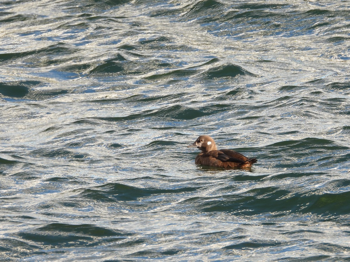 Ahate arlekina - ML644250124