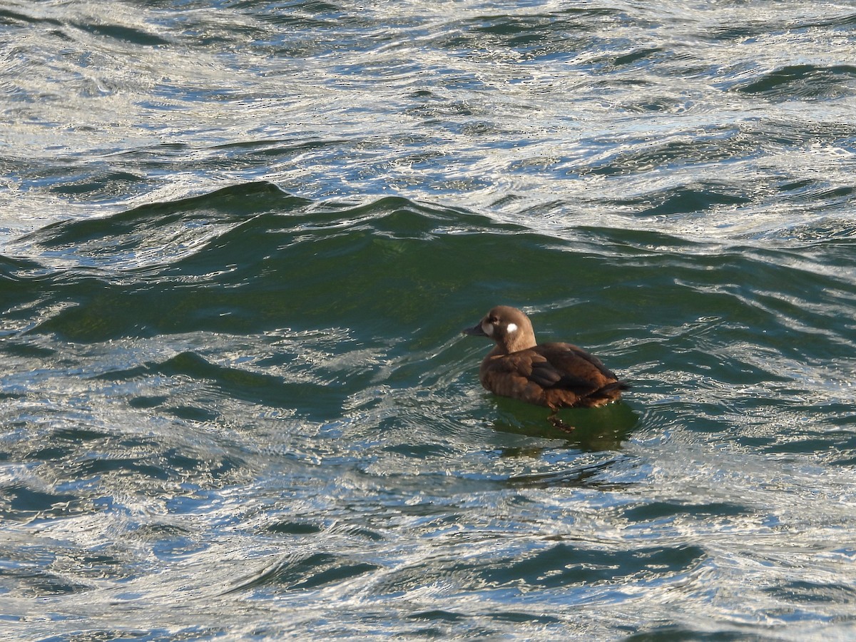 Ahate arlekina - ML644250125