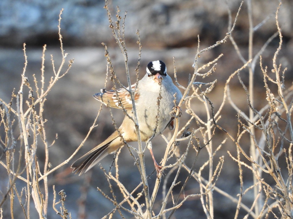 strnadec bělopásý - ML644250143