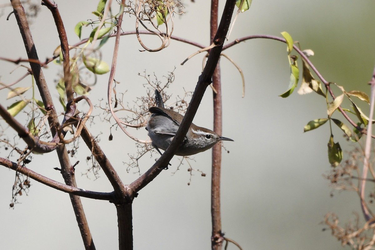 Підбуреник - ML644250151