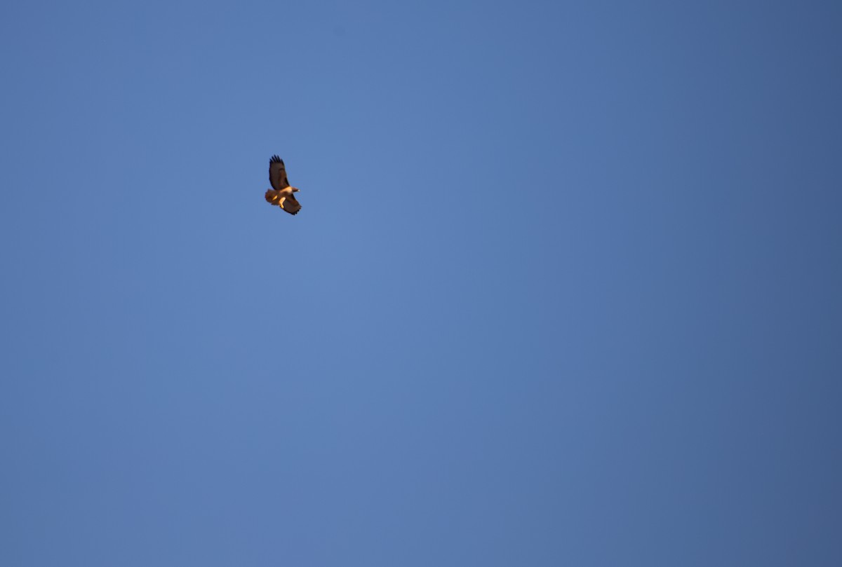 Red-tailed Hawk - ML644250160