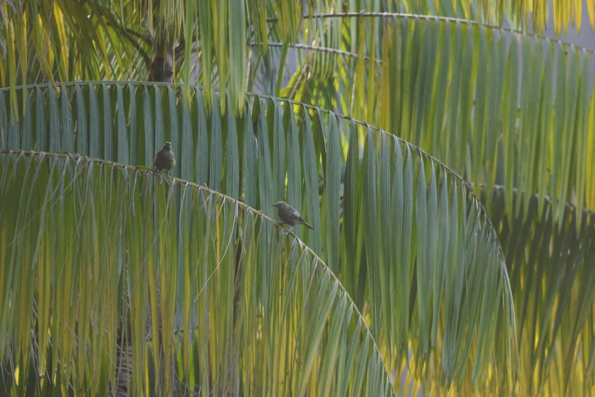 palmetanagar - ML644250161