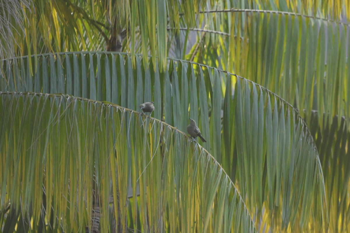 palmetanagar - ML644250163