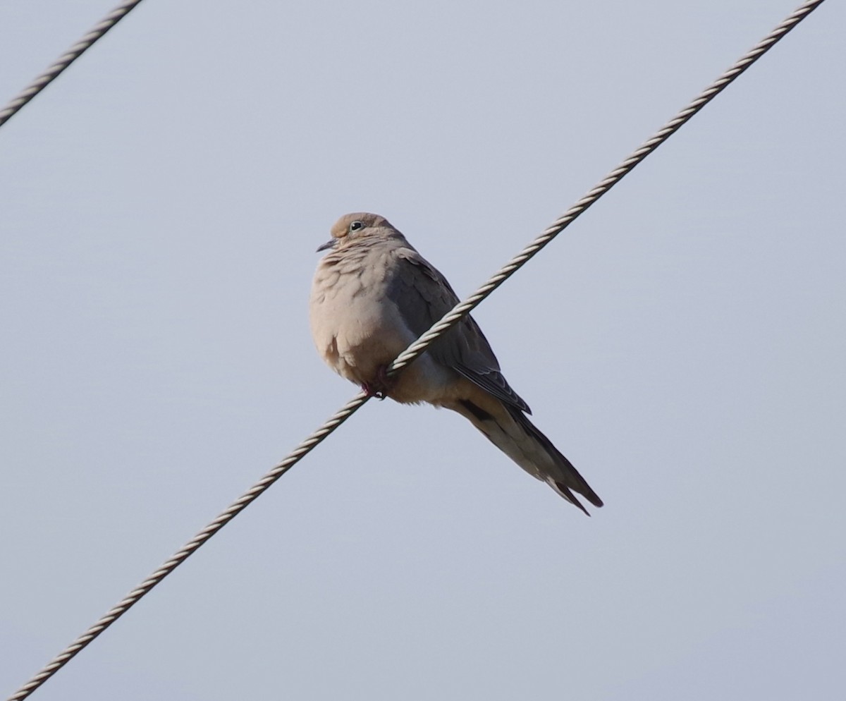 Mourning Dove - ML644250165