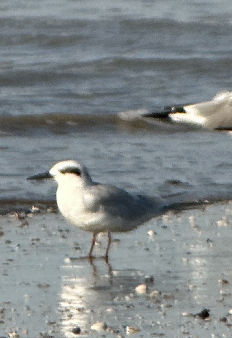 メリケンアジサシ - ML644250168