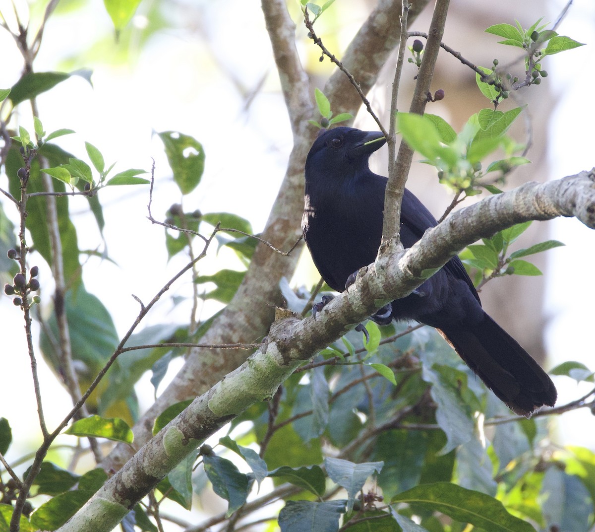 New Caledonian Crow - ML644250171