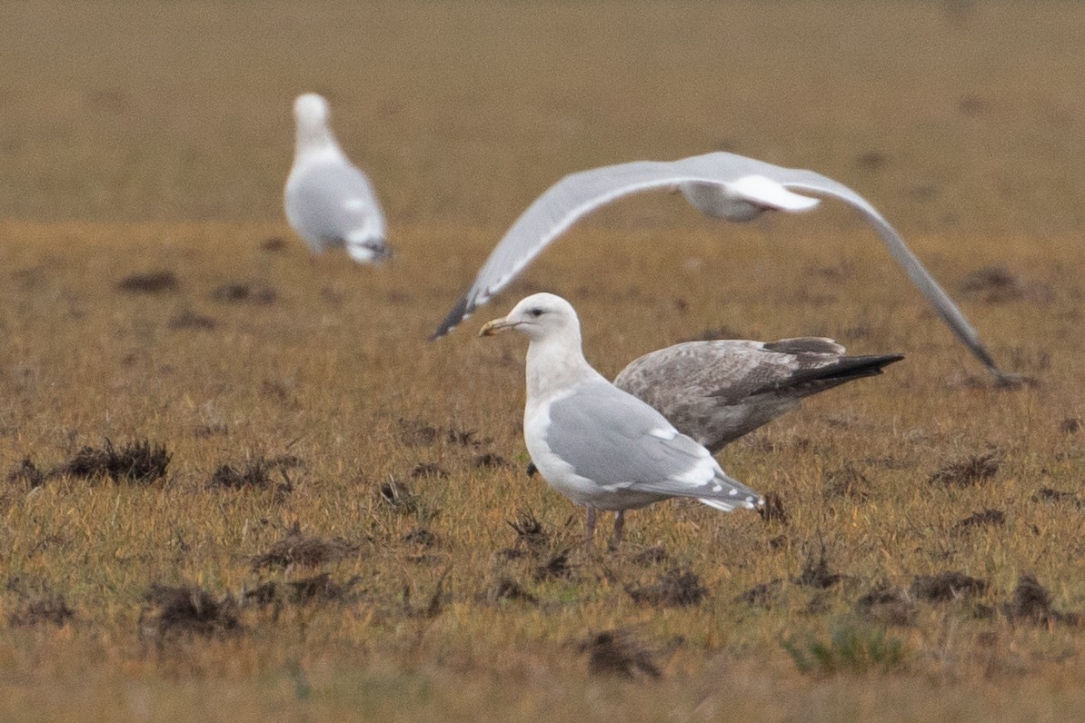 Glaucous-winged Gull - ML644250184