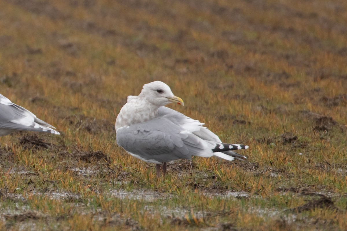 Iceland Gull (Thayer's) - ML644250185